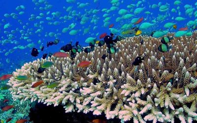 Coral Nursery