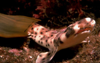Shark Nursery