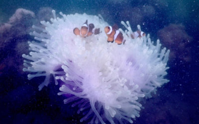 Second Six Senses Yao Noi Reef Survey