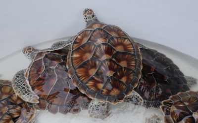 Release of 50 baby turtles for Trisara anniversary