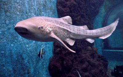 Leopard Shark Relocated from Tourist Attraction