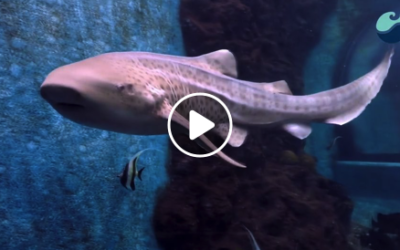 Somwang Reunited with Thorsang