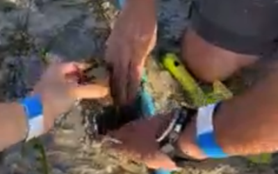 Another successful seagrass planting at Pullman Phuket Panwa Beach Resort