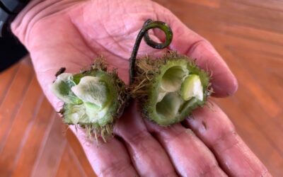 OFA Seagrass Charity Day 2022