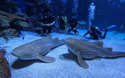 OFA runs Junior Marine Bioligist Shark Specialist certification course