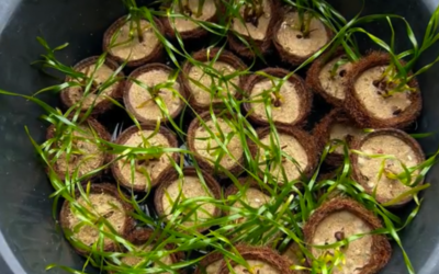 75 Seagrass planted and 140+ seeds collected at Paradise Kho Yao Nursery as part of Team Sea Garden efforts