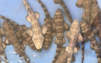 Brief update from OFA, Clubmed Phuket and Happy To Care’s Shark Nursery