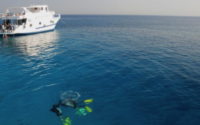 OFA in the PADI blog