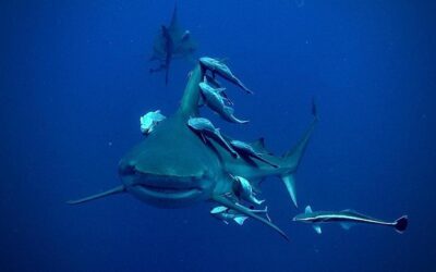 OFA Team returns from Shark Expedition to South Africa