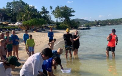 First Juvenile Bamboo Shark Released from Pullman Phuket Panwa Beach Resort’s Nursery