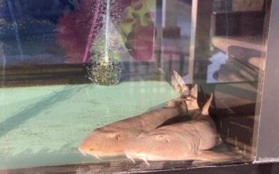 Shark Nursery Project Update – March 2025