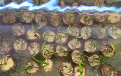 Team Sea Garden Project Update – March 2025