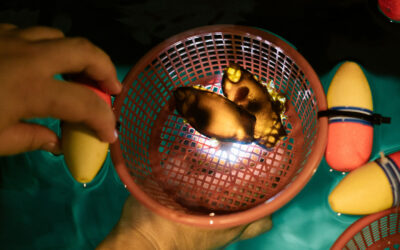 Phuket Andaman News Visits the JW Marriott Khao Lak Shark Nursery