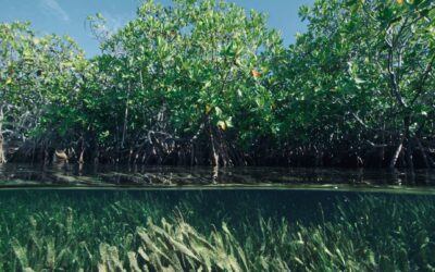 OFA in Cuba – Learning from the Caribbean’s Coastal Guardians