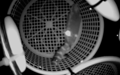 6 baby Bamboo Sharks Hatched