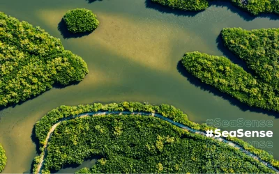 Sea Sense: Why Mangroves Matter